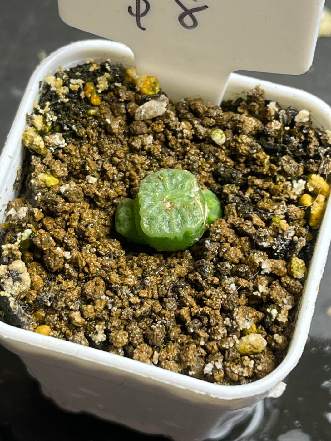 Conophytum angelicae ssp tetragonum MG1410