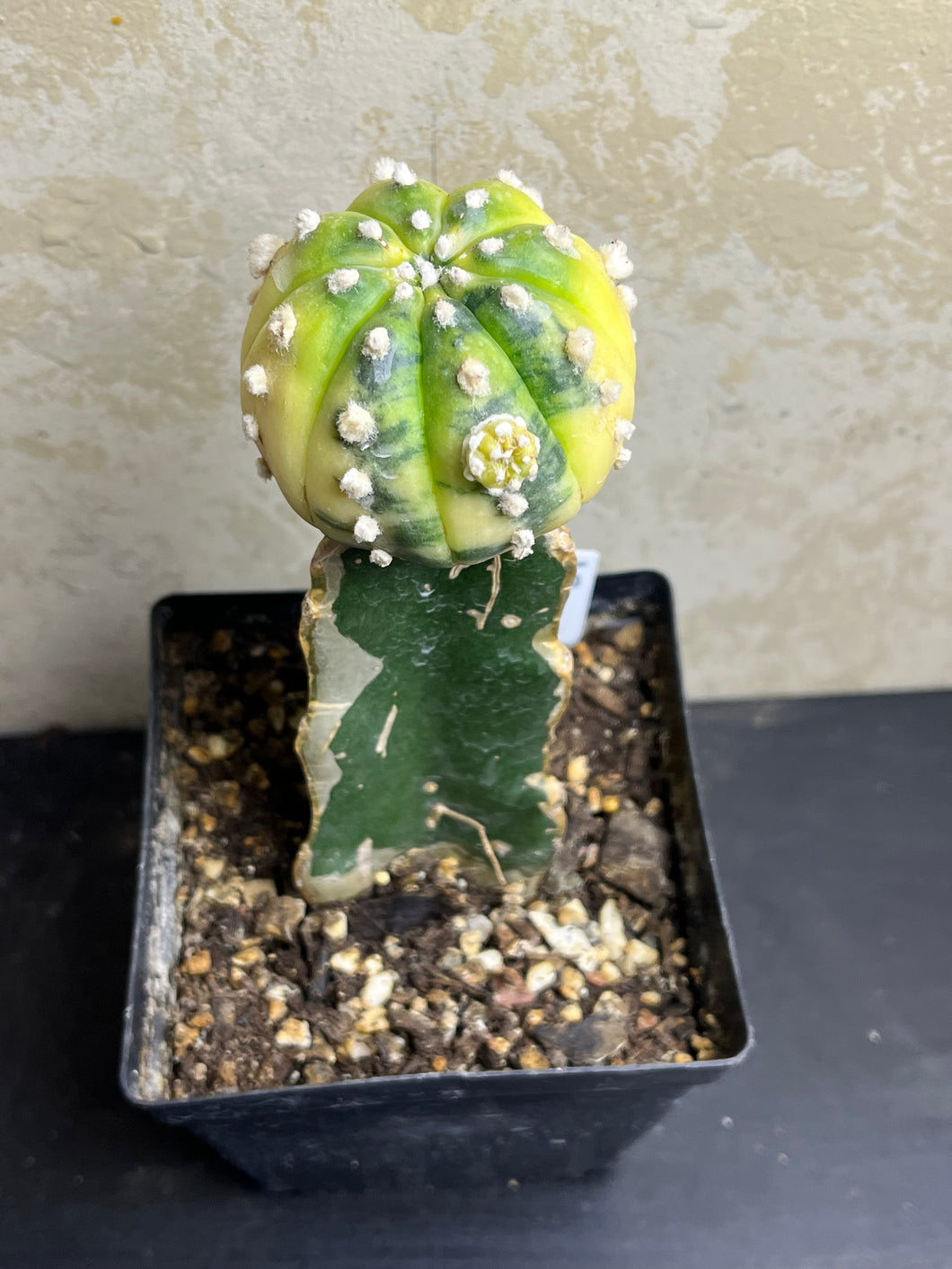 Astrophytum asterias Variegated