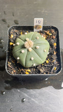 Load image into Gallery viewer, Astrophytum asterias
