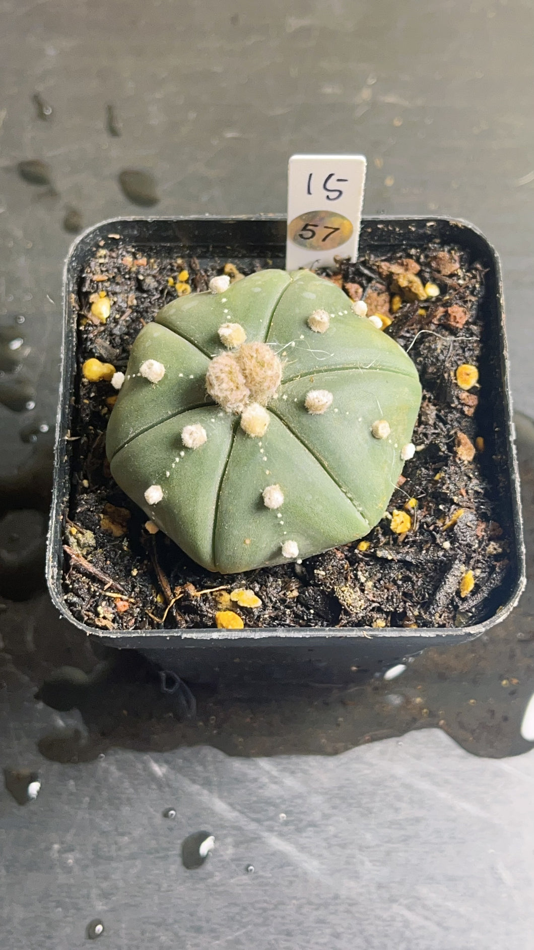 Astrophytum asterias