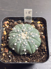 Load image into Gallery viewer, Astrophytum asterias 93
