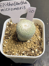 Load image into Gallery viewer, Epithelantha micromeris
