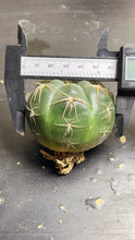 Load image into Gallery viewer, Gymnocalycium denudarum
