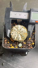 Load image into Gallery viewer, astrophytum asterias
