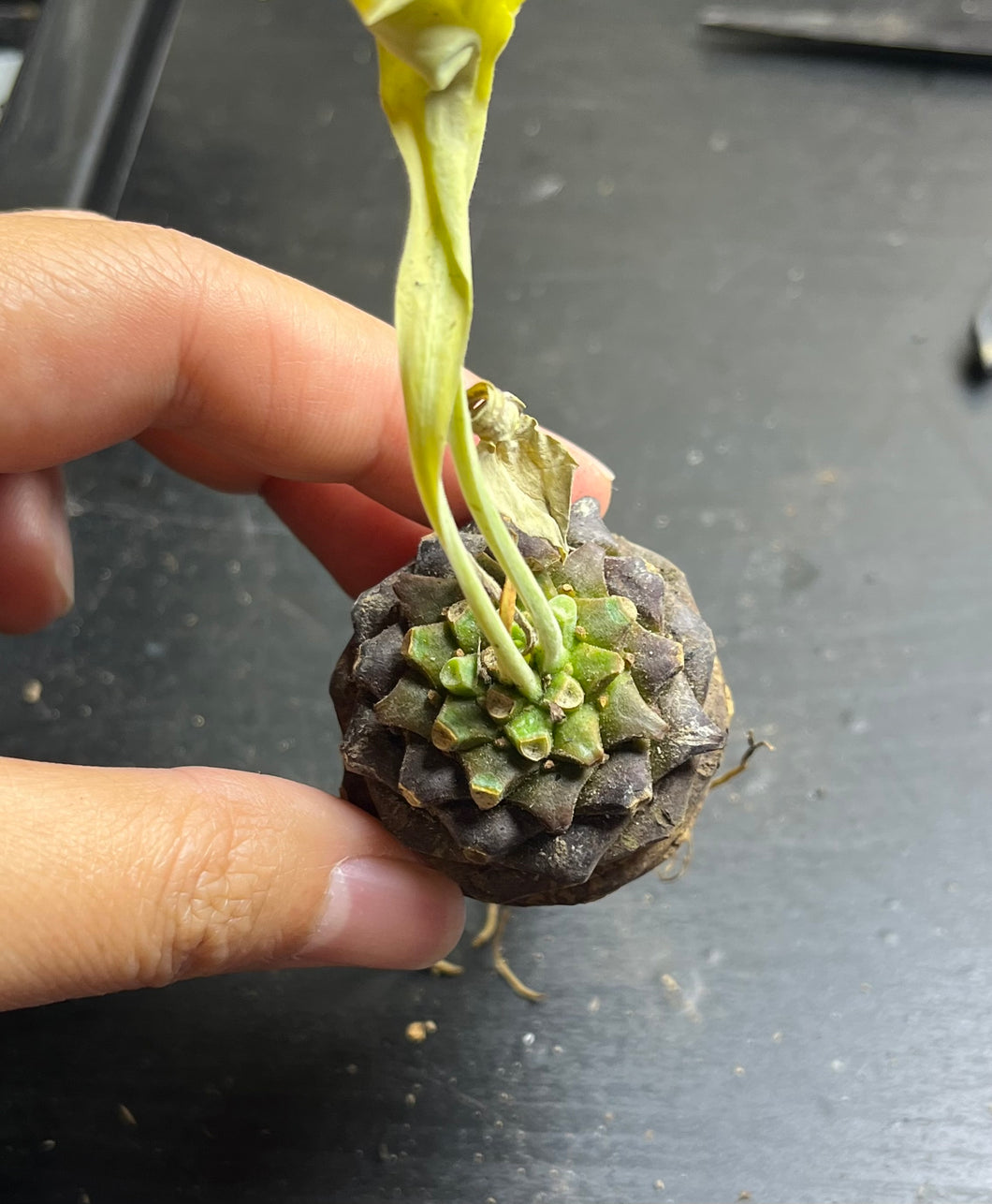 Euphorbia bupleurifolia