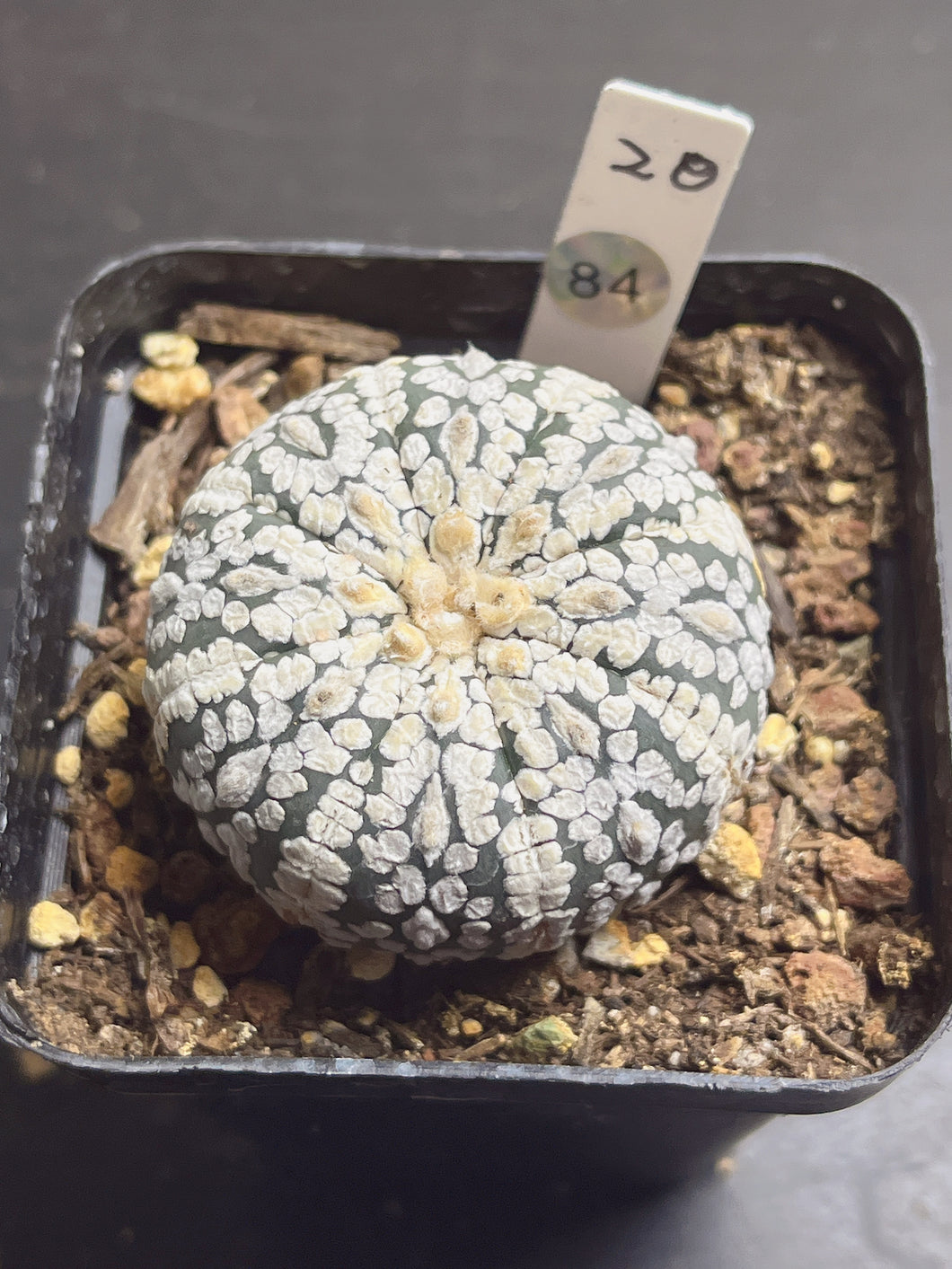 astrophytum asterias 84