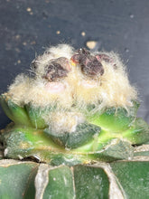 Load image into Gallery viewer, Ariocarpus Godzilla
