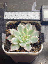 Load image into Gallery viewer, Echeveria chihuahuaensis variegated
