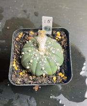 Load image into Gallery viewer, Astrophytum asterias
