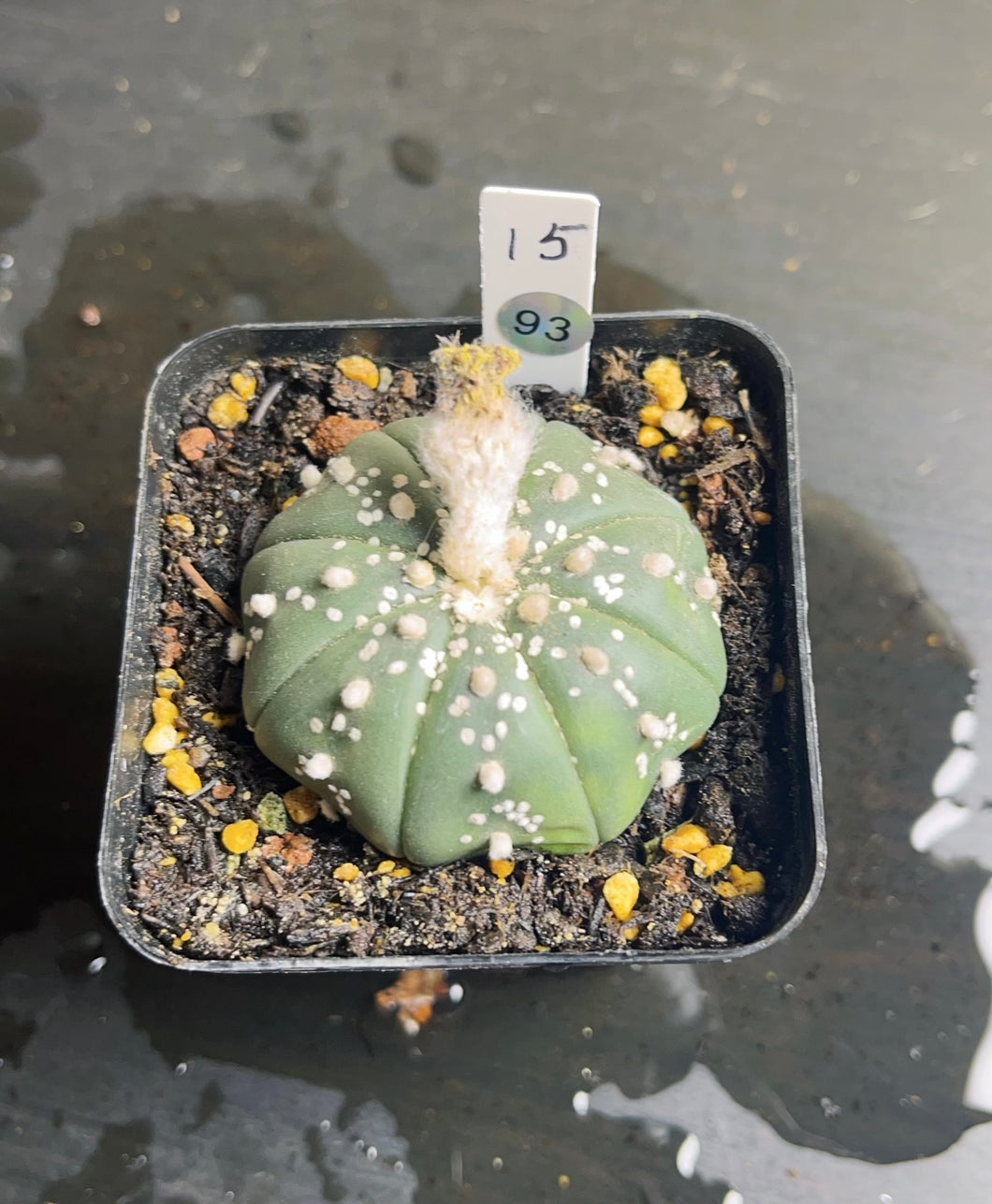 Astrophytum asterias