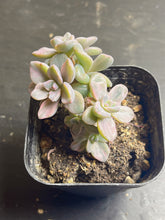 Load image into Gallery viewer, Graptoveria Mrs Richards Variegata
