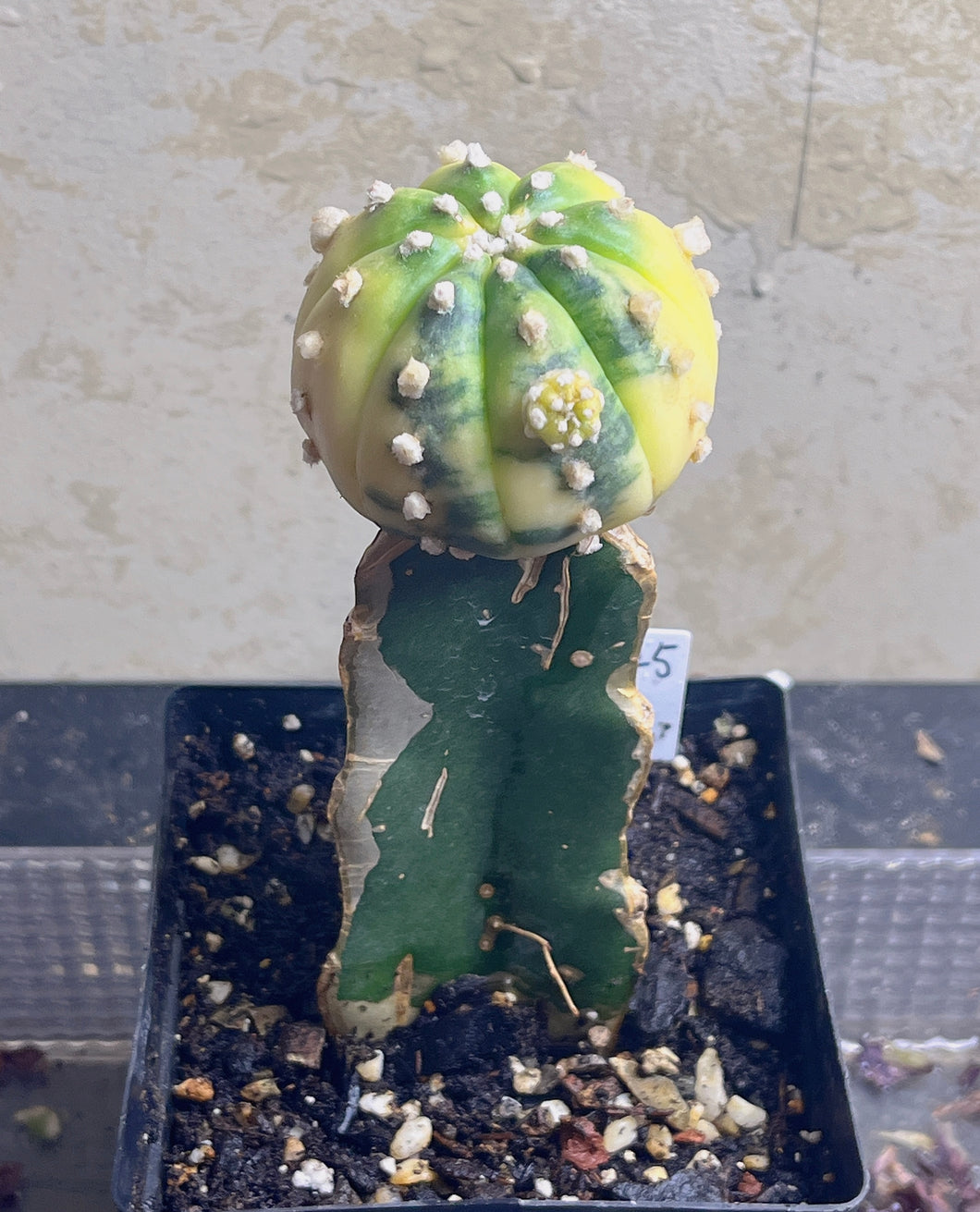 Astrophytum asterias Variegated