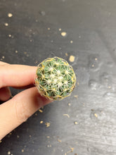 Load image into Gallery viewer, Coryphantha tripugionacantha
