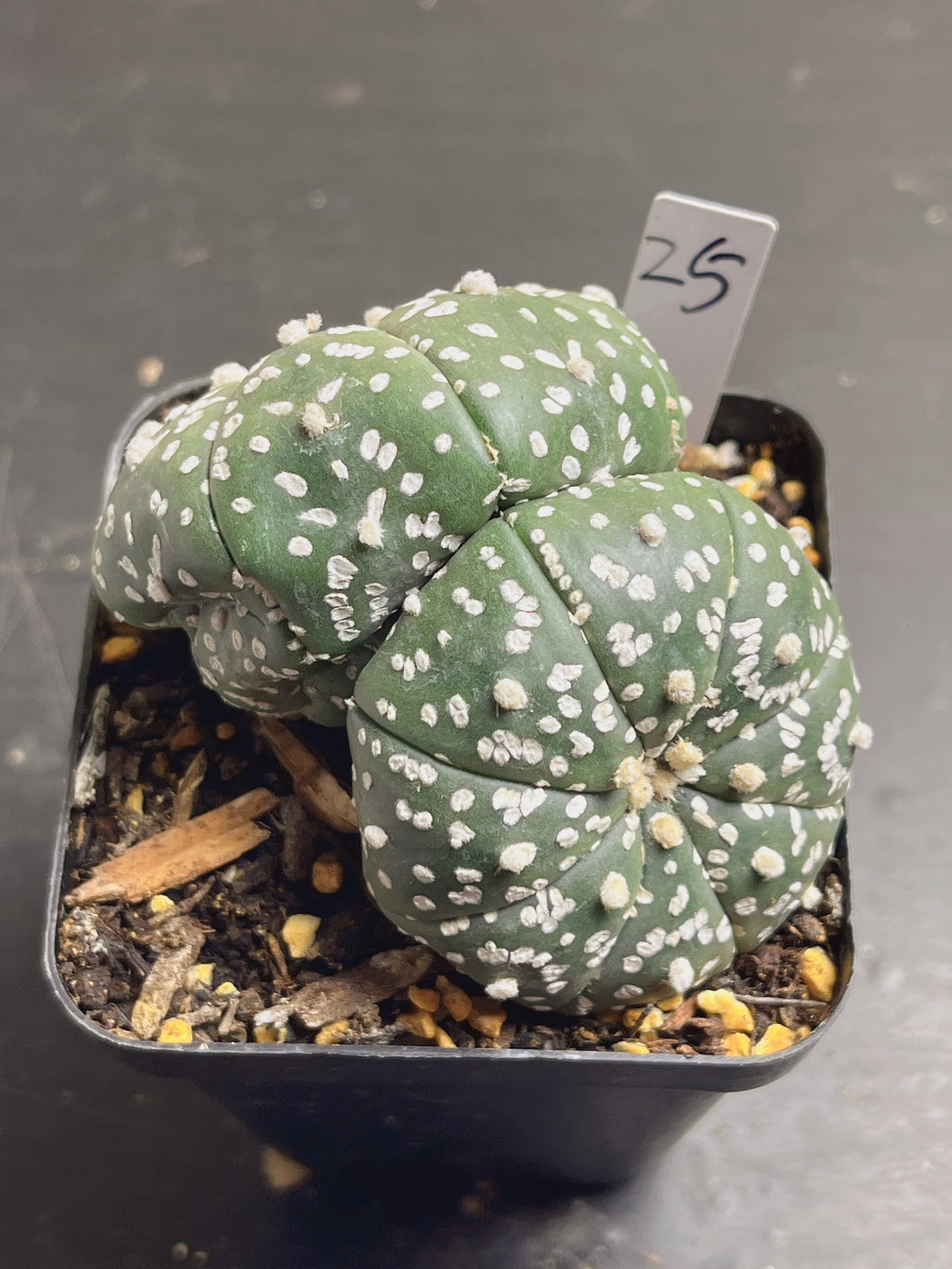 astrophytum asterias Double heads