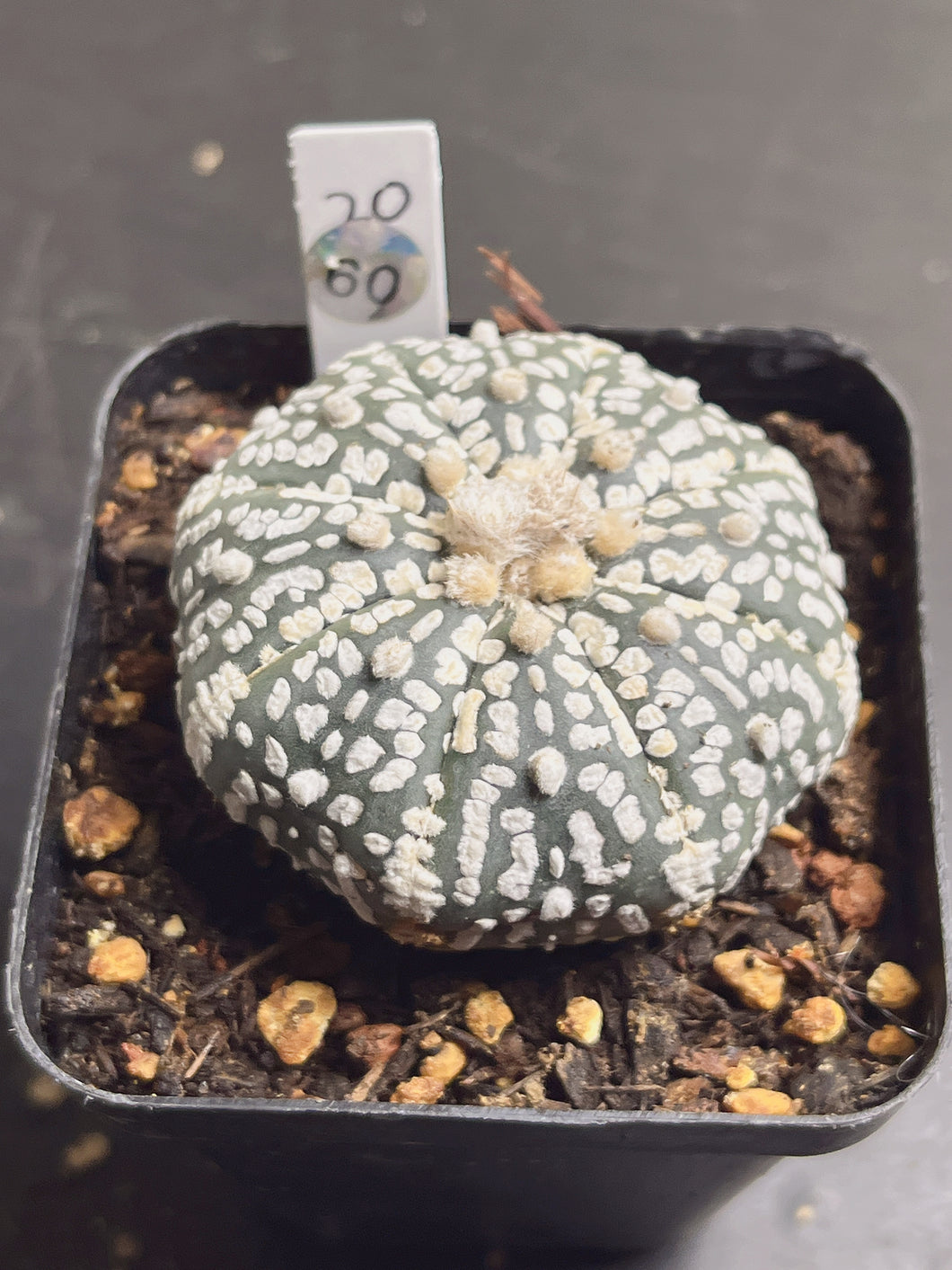 Astrophytum asterias 60