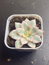 Load image into Gallery viewer, ECHEVERIA &#39;MOON GAD VARNISH&#39;Variegated
