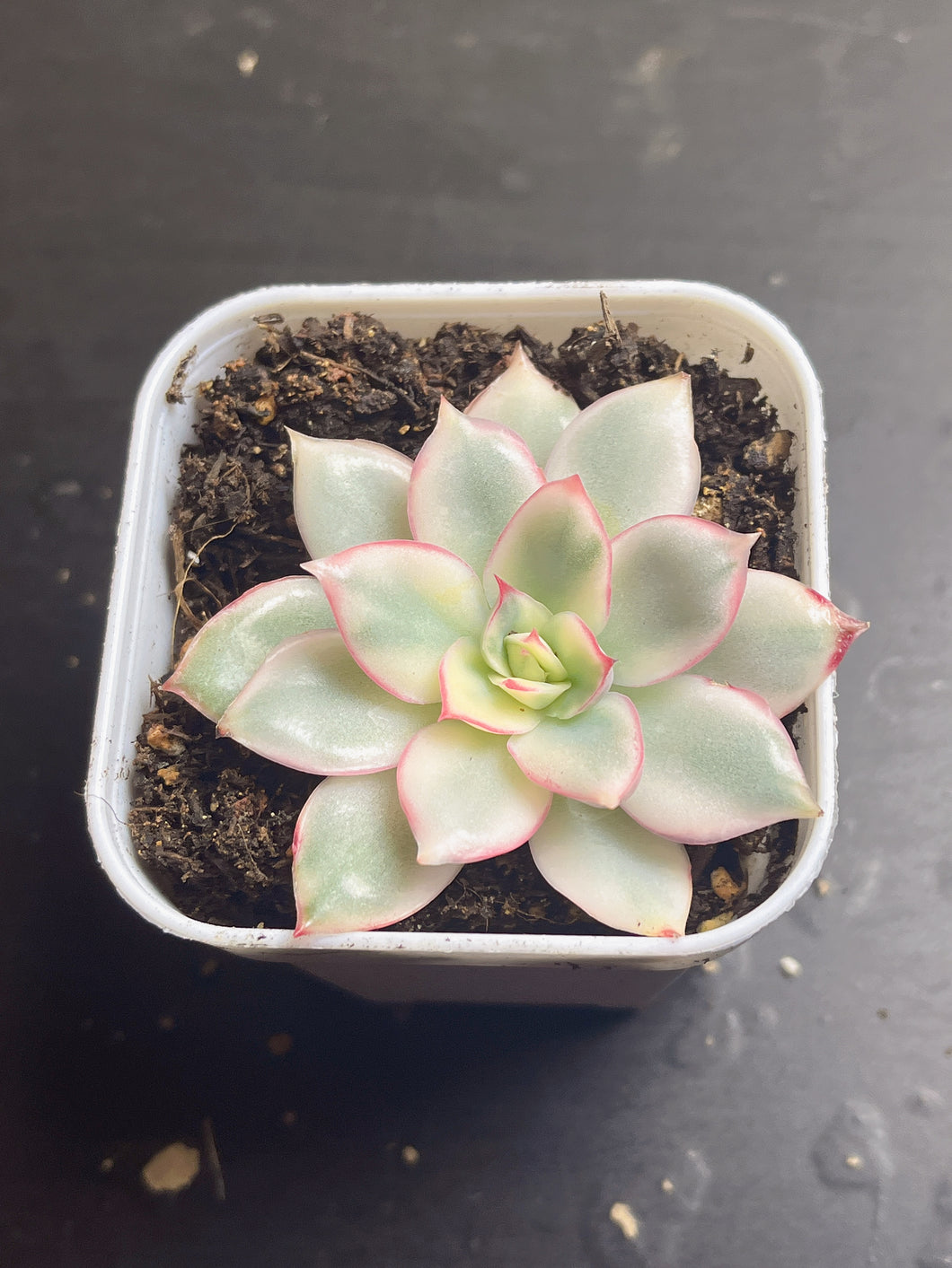 ECHEVERIA 'MOON GAD VARNISH'Variegated