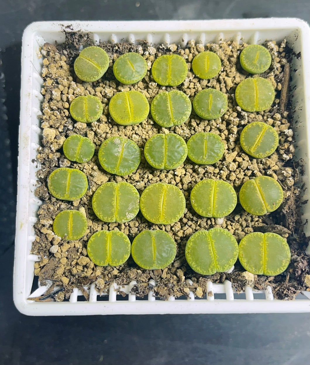 C036A L.lesliei Lithops