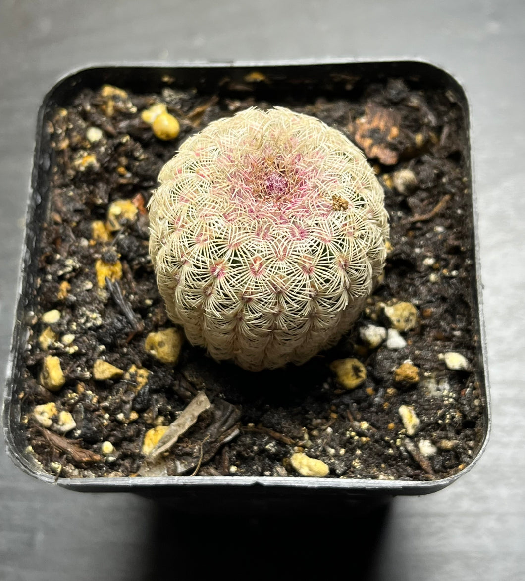 Echinocereus rigidissimus var.