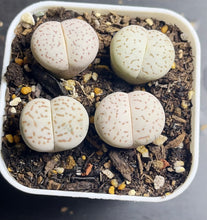 Load image into Gallery viewer, Lithops ‘vanzylii’ （each)
