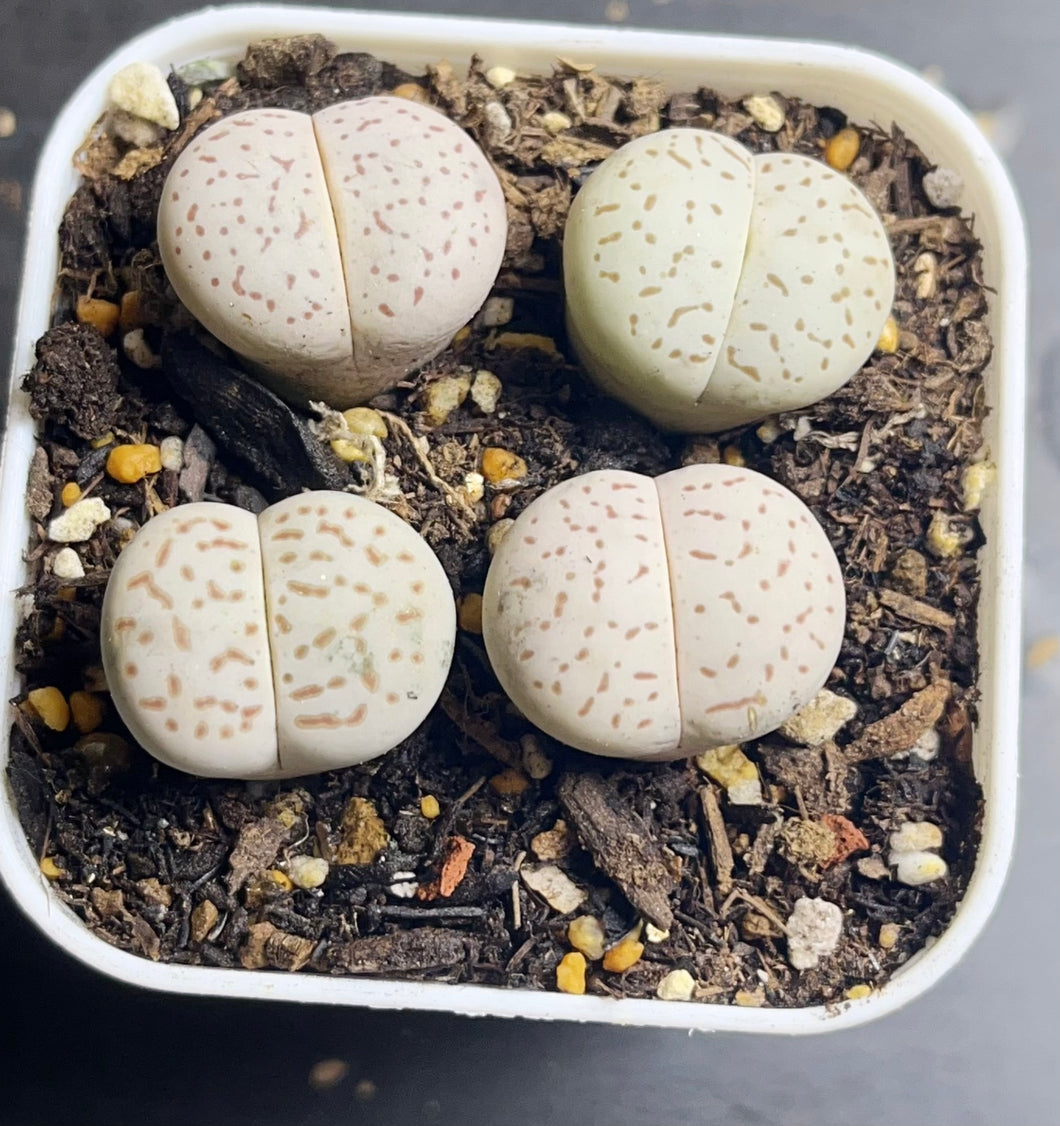 Lithops ‘vanzylii’ （each)