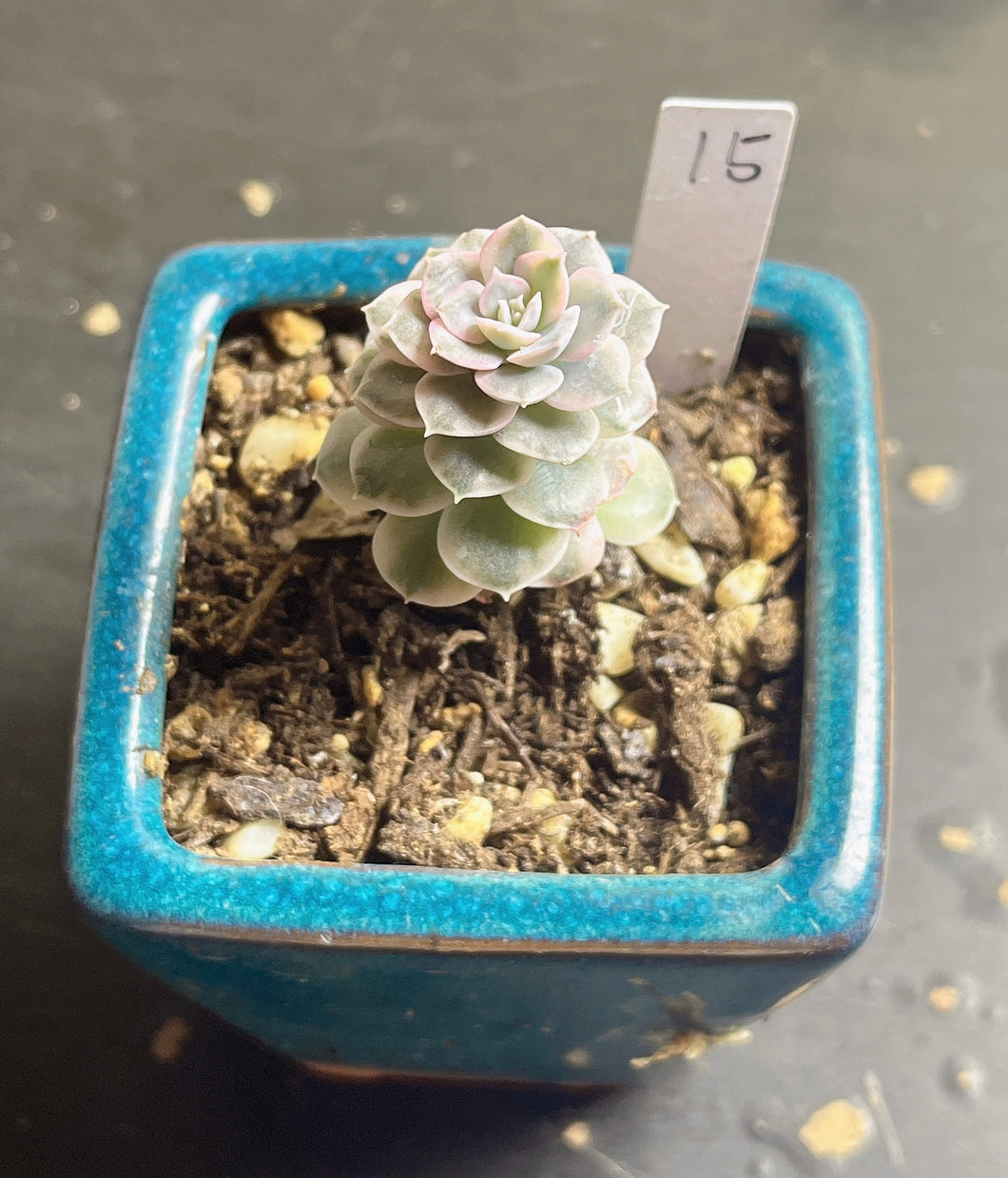 Echeveria Runyonii variegate