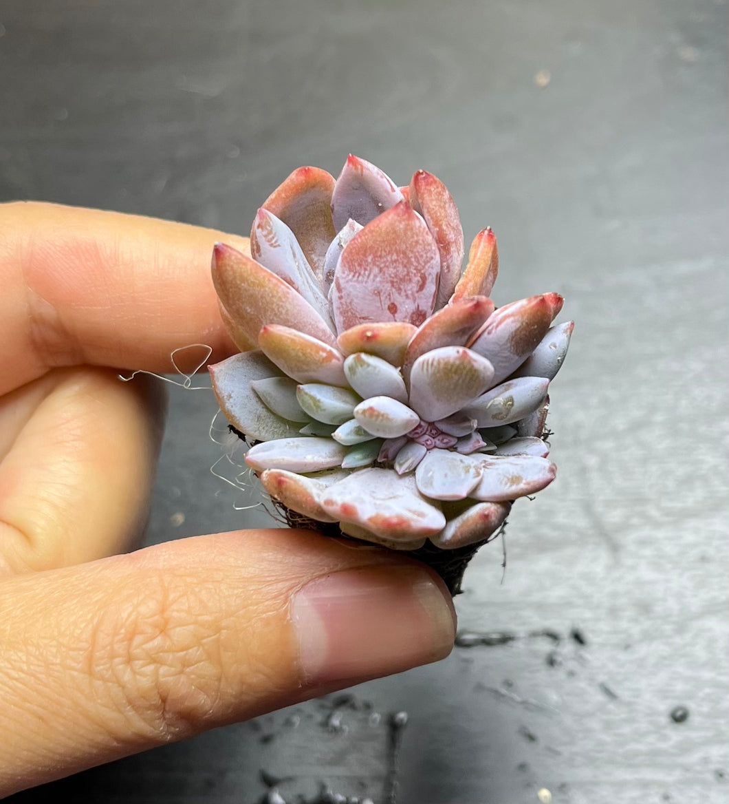 Echeveria’Monroe’ crested