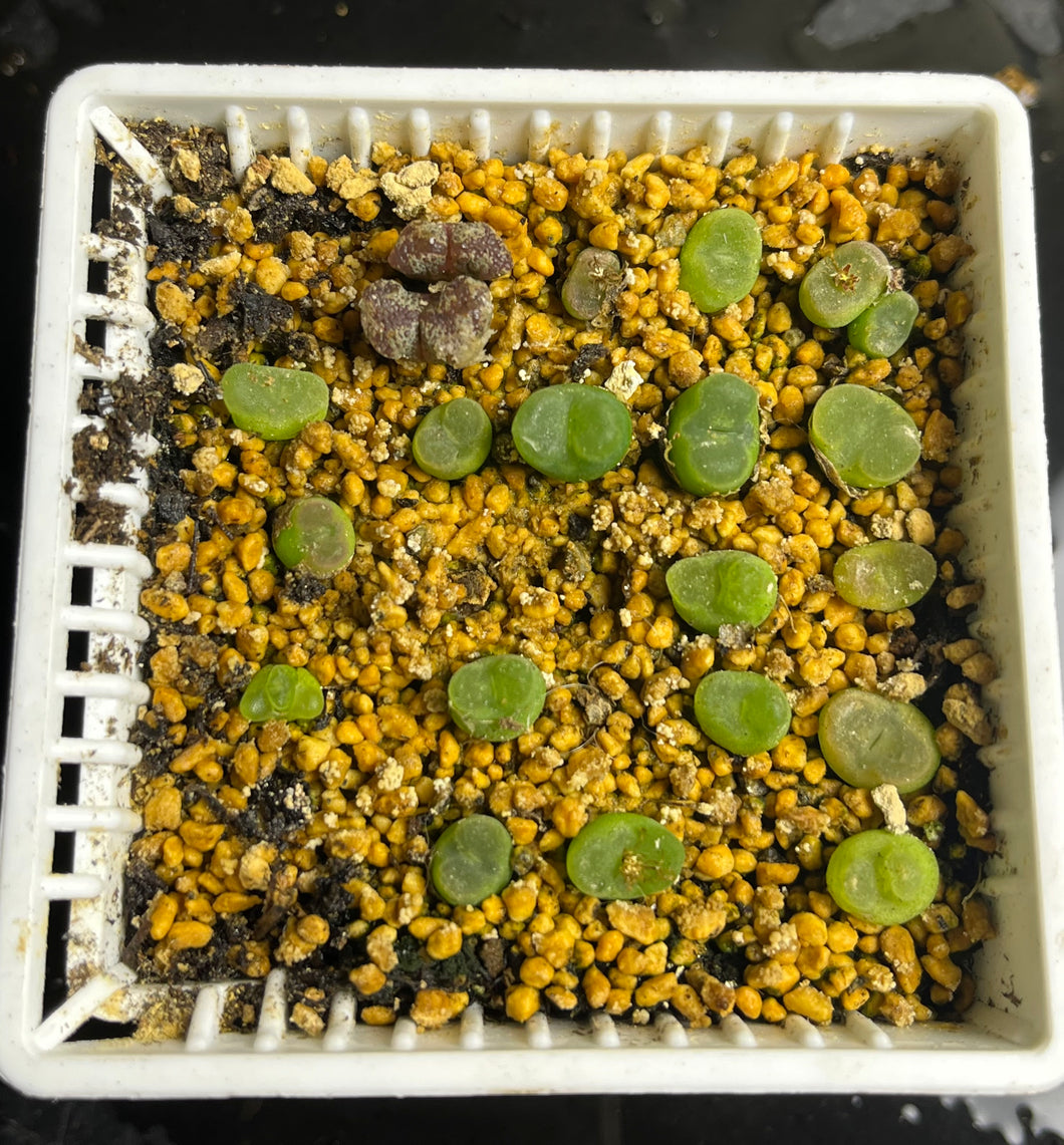 Conophytum Phoeniceum