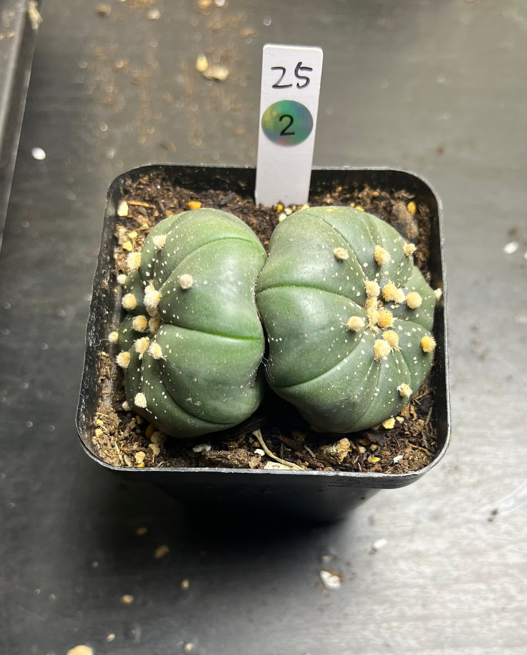 astrophytum asterias