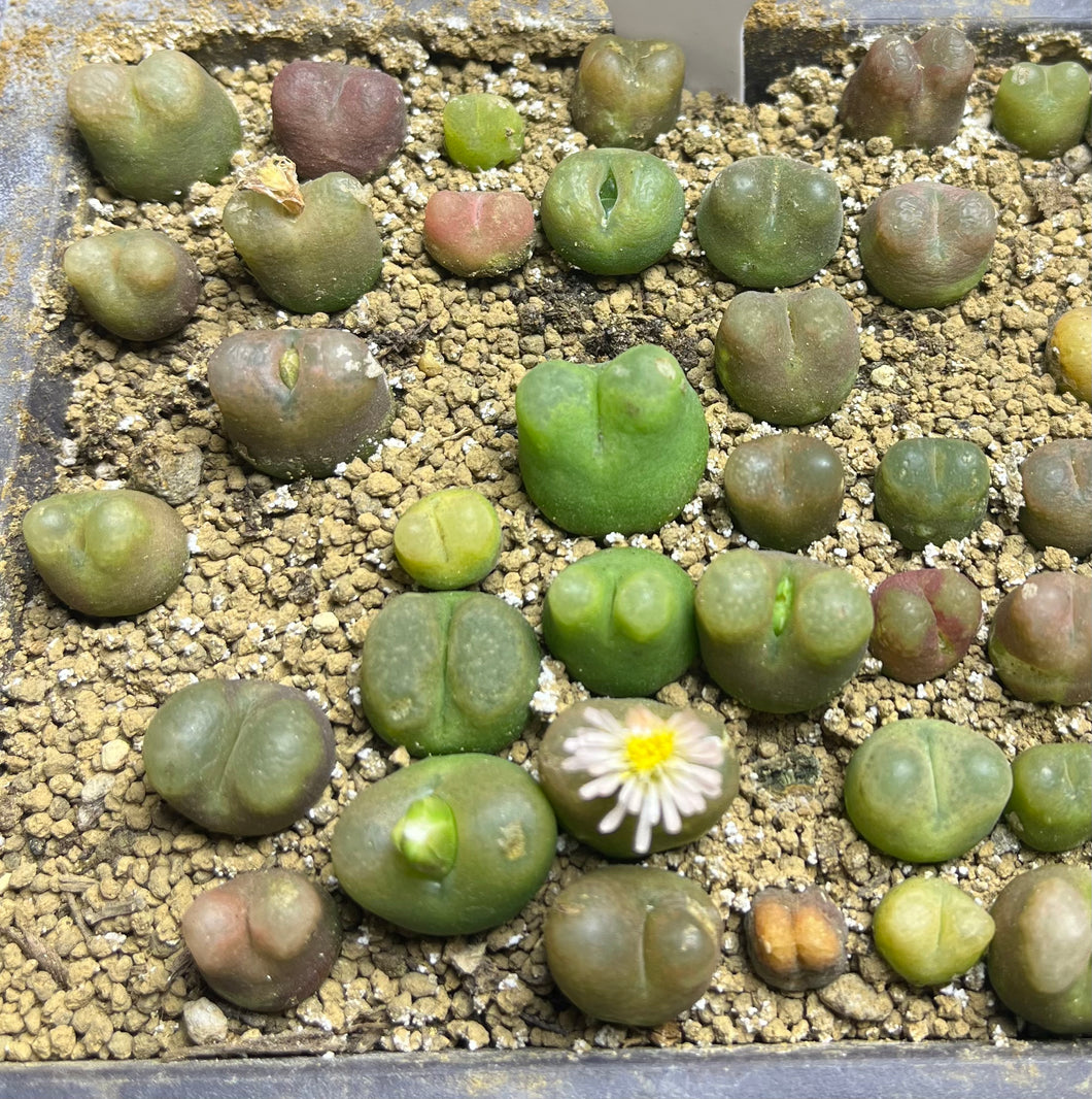 Conophytum Maughanii (a per)