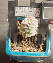 Load image into Gallery viewer, Echeveria Runyonii variegate
