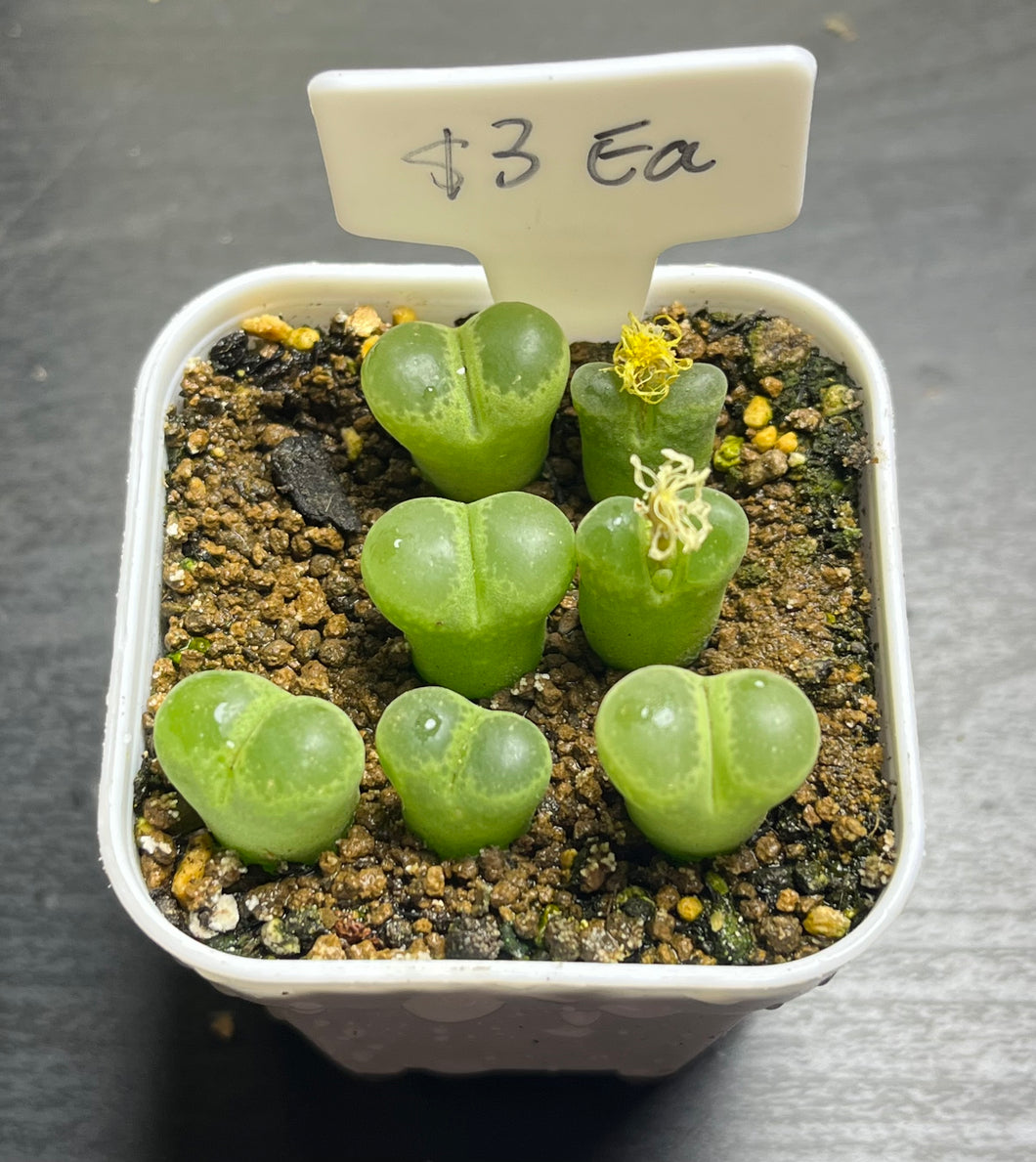 Conophytum Friedrichiae (each)