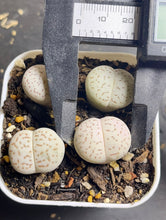 Load image into Gallery viewer, Lithops ‘vanzylii’ （each)
