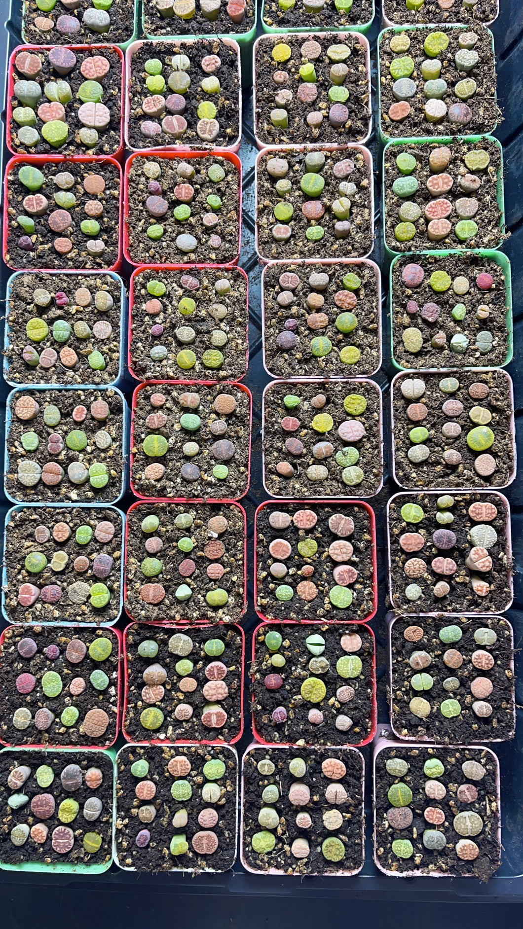 Lithops mixed colors