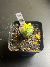 Load image into Gallery viewer, Astrophytum myriostigma Variegata
