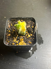 Load image into Gallery viewer, Astrophytum myriostigma Variegata
