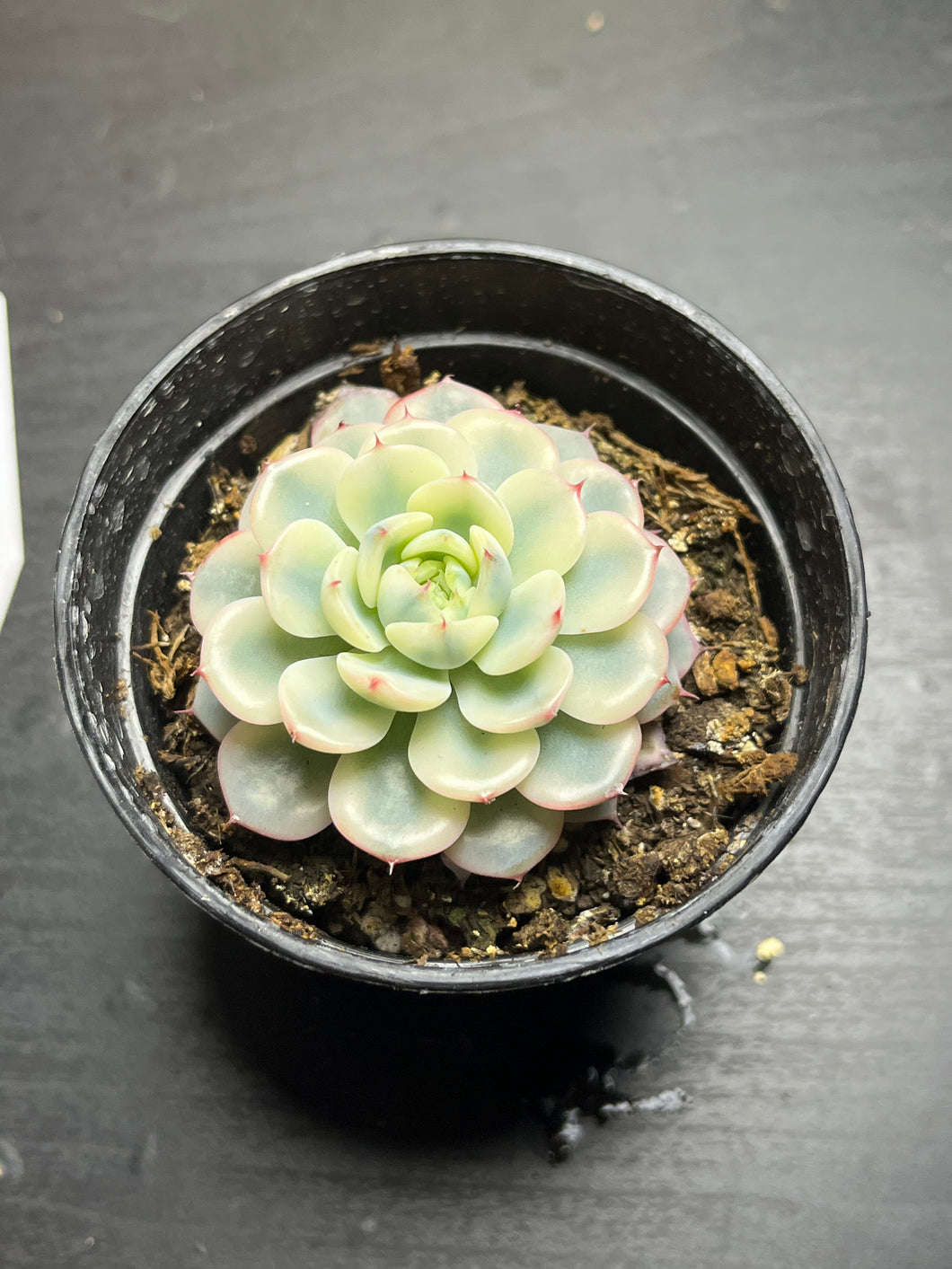 Echeveria minima Variegata