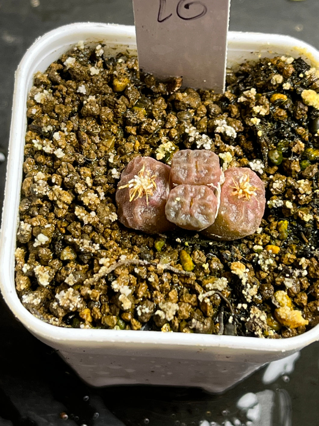 Conophytum angelicae ssp tetragonum MG1410