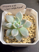 Load image into Gallery viewer, Echeveria’Monroe’ variegated
