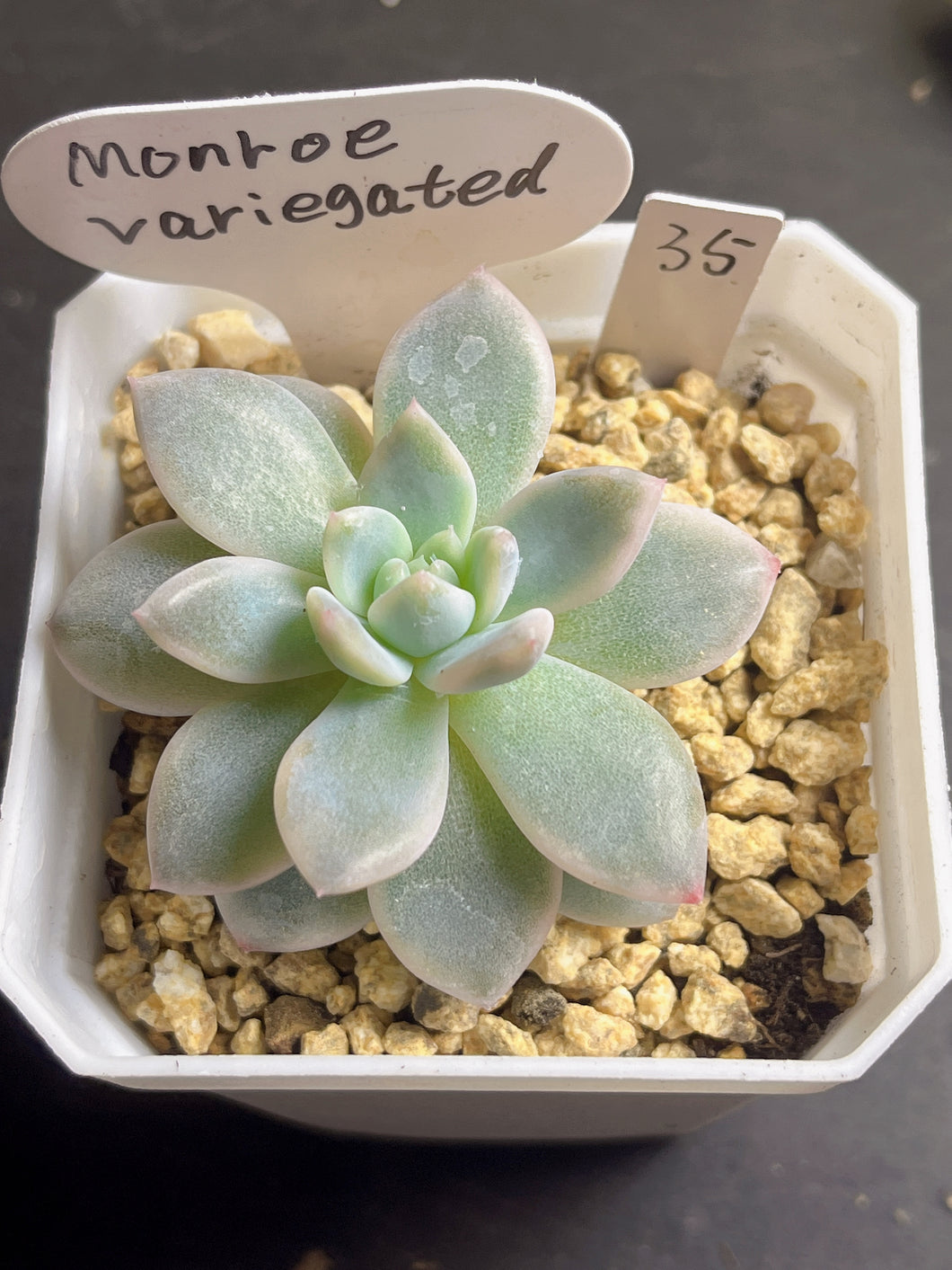 Echeveria’Monroe’ variegated