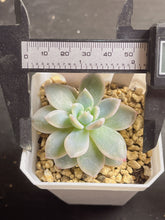 Load image into Gallery viewer, Echeveria’Monroe’ variegated
