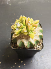 Load image into Gallery viewer, Ariocarpus Variegated
