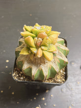 Load image into Gallery viewer, Ariocarpus Variegated
