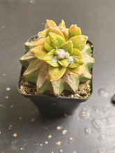 Load image into Gallery viewer, Ariocarpus Variegated
