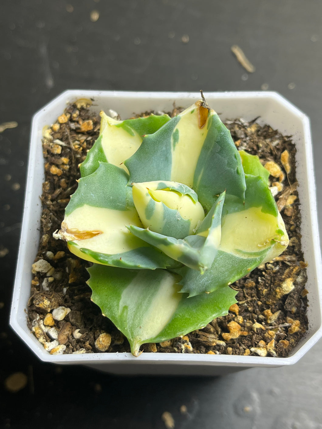 Agave  ‘ohi raijin’ yellow mediopicta variegated