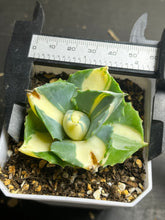 Load image into Gallery viewer, Agave  ‘ohi raijin’ yellow mediopicta variegated
