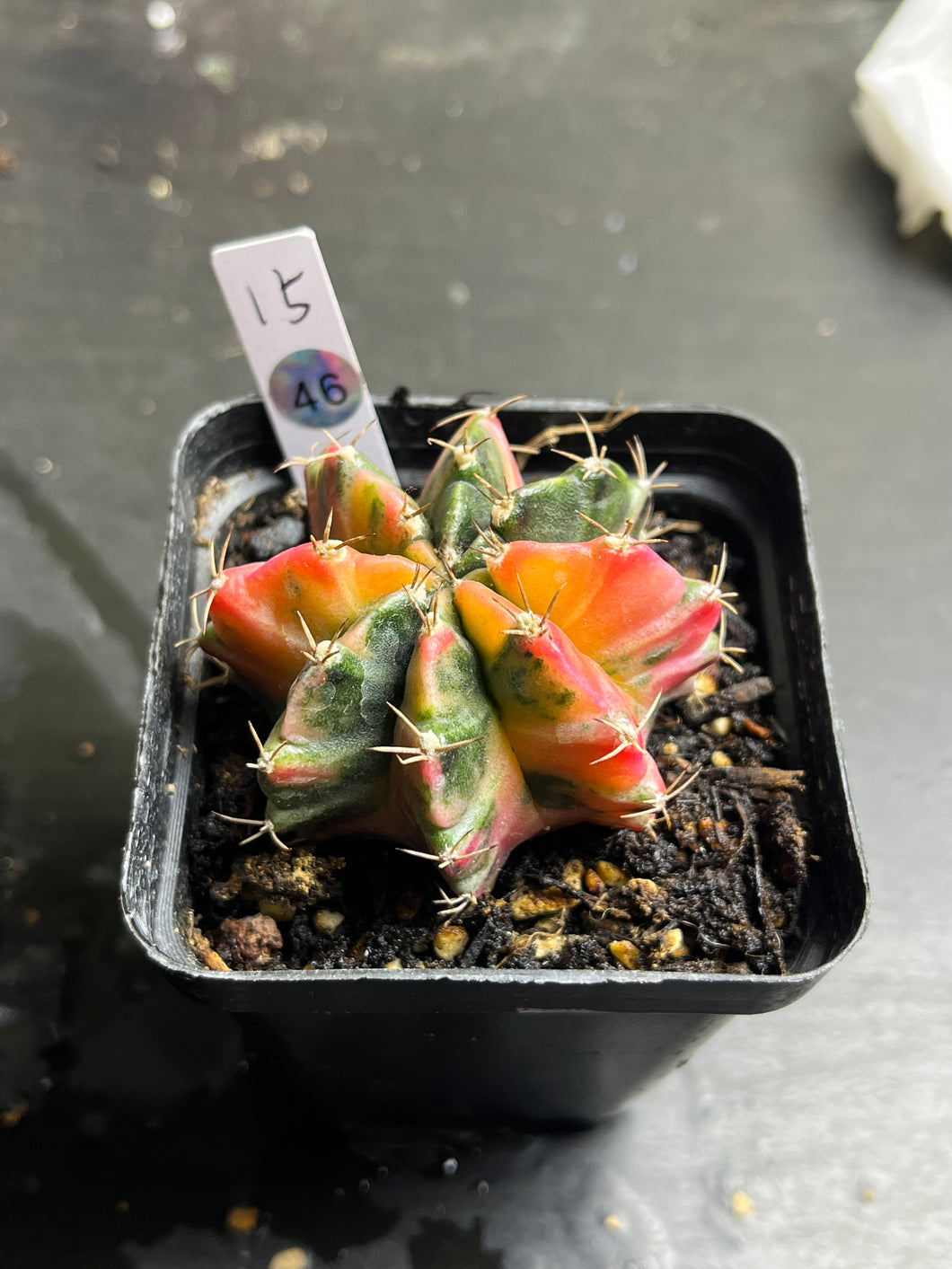 Gymnocalycium Friedrichii Variegated