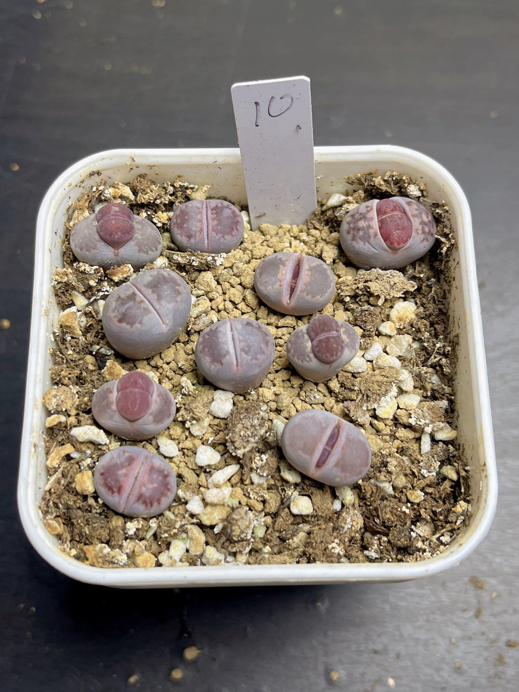 Salicola Lithops