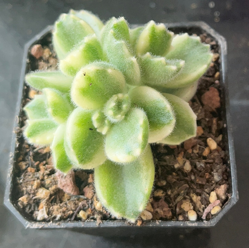 Cotyledon tomentosa variegata