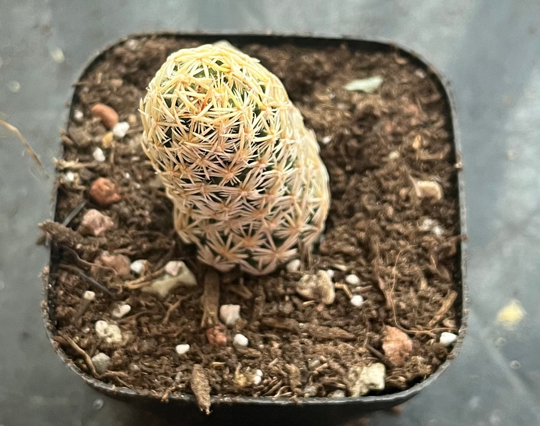 Escobaria cactus E.minima